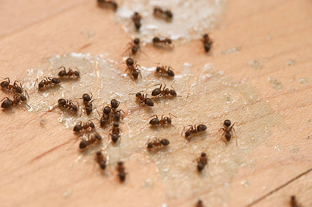 Spider Control Near Me in Bothell West, WA